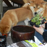 Kodi & Kenshi helpen met tuinieren :)