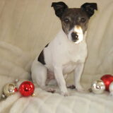 2009, Kerst