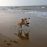 Foto van Amigo en K.C.