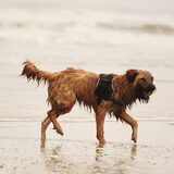 Foto van team Shadow
