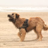 Foto van team Shadow