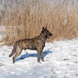 http://hollandseherders-storm-en-beer.nl Storm ( Douglas), geboren 25…