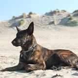 http://hollandseherders-storm-en-beer.nl Beer ( Eldorado), geboren 11…