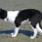 Op het strand, 18 weken