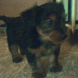 Elmo als pup.