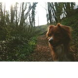 Toby