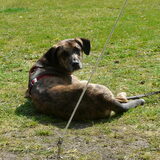 Camping de havixhorst, bij Meppel