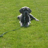 onze lieve blauwe dog "boris"