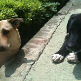 Samen met Ice