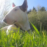 Binky