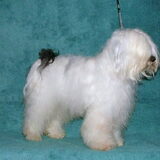 vader van de pups