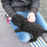 Marley 7 weken jong