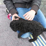 Marley 7 weken jong