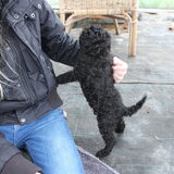 Marley 7 weken jong