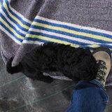 Marley 7 weken jong