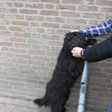 moeder van onze Marley