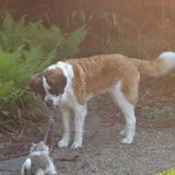 Larah als therapiehond voor chico die nog wat bang van grote honden was…