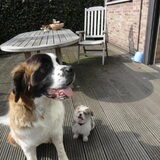 Larah als therapiehond voor chico die nog wat bang van grote honden was…