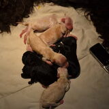 Marley met zijn broertje's en zusje's