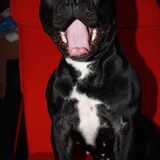 Hond met humor..