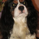 Jouke, geboren op 24 mei 2008. Cavalier King Charles Spaniel.