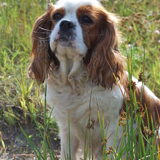 Beertje, geboren op 7 april 2003. Cavalier King Charles Spaniel.