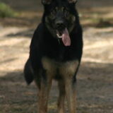 Dit de mijn oudste Duitse herder Indy nu 13 mnd. oud...