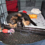 eerste dag bij mijn nieuwe baasjes...waar is mijn mama???...