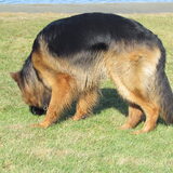 Foto van Baron