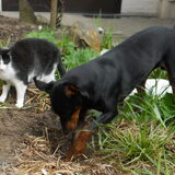 Foto van Marleen , Blacky & Justy