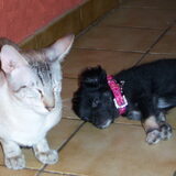 Kleine Lana Met Onze Kater....
