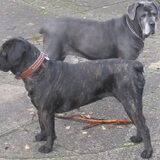 solo (rip) met kyra