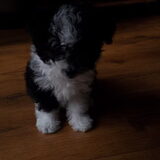best lastig foto's maken van iets wat liever de camera op eet dan dat…