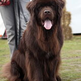 Fedor op Animal Event!