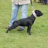 Bullbreed dag nijkerk, beste sporty staaf of the day