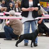 show hazerswoude