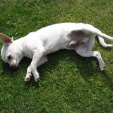 Foto van ~Saartje & de chihuahua roedel ~