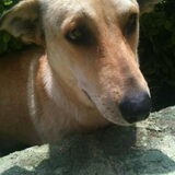 Liefff
