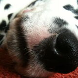 Close-up
