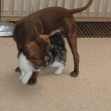 spelen met balou