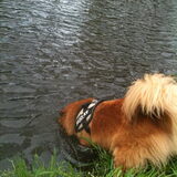 Snorkelen