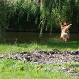 Flying dog