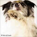Foto van Pamela en Dazzle en Gentle