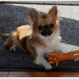 Chanel, ons 10 maanden oude 3 kleurige teefje.