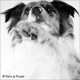 Foto van Pamela en Dazzle en Gentle