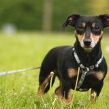 Foto van team Shadow