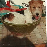 charlotje de 2de hond van mama