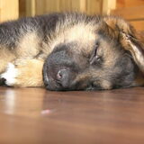 Max toen hij nog puppy was. 1 Week bij ons ;)