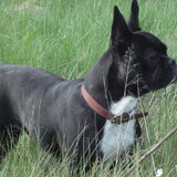 Dit is Mira! Een franse bulldog. Ze is nu 9 maanden en het is zo'n…