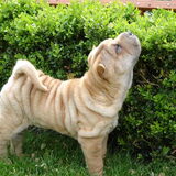 chaylo als pup